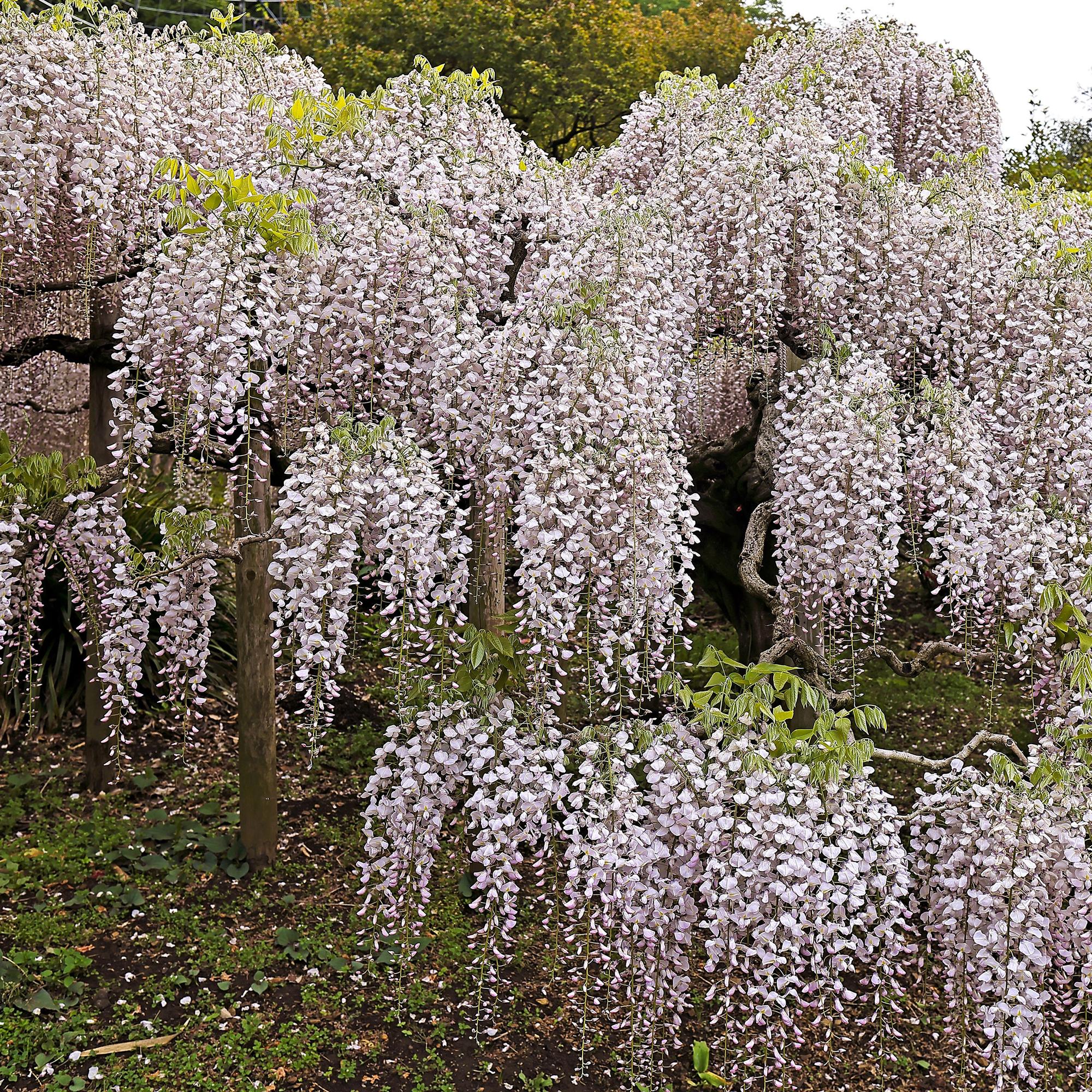Kletterpflanze Wisteria floribunda Rosea – Rosa Blütentrauben – Frühling – 11cm x H40cm – Pflegeleicht – Für Garten, Pergola & Zaun – Plant