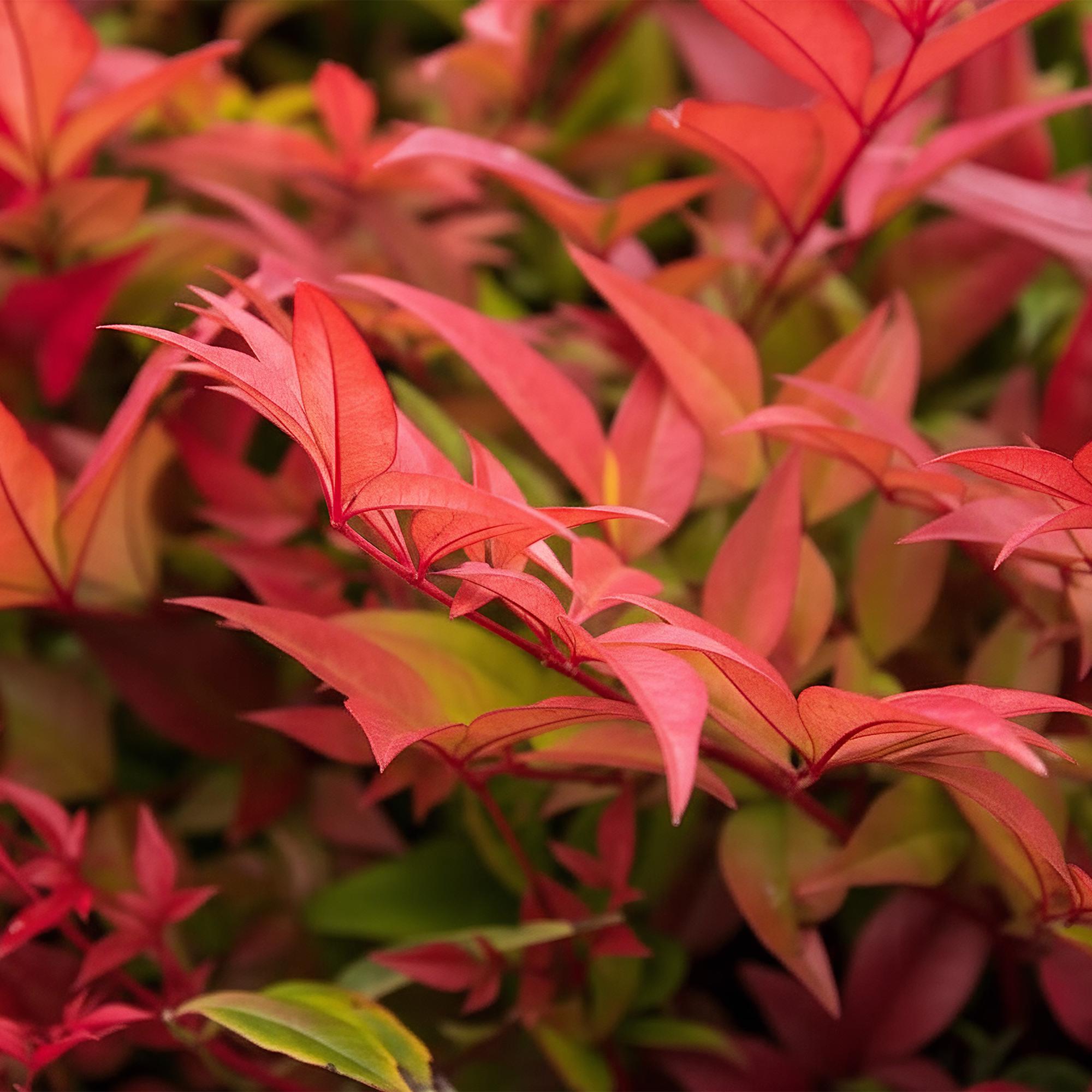 Heiliger Bambus Nandina Gulfstream – 17cm Höhe ca.45cm – Immergrün & farbwechselnd – Orangefarbenes Laub – Pflegeleichter dekorativer Zierstrauch – Plant