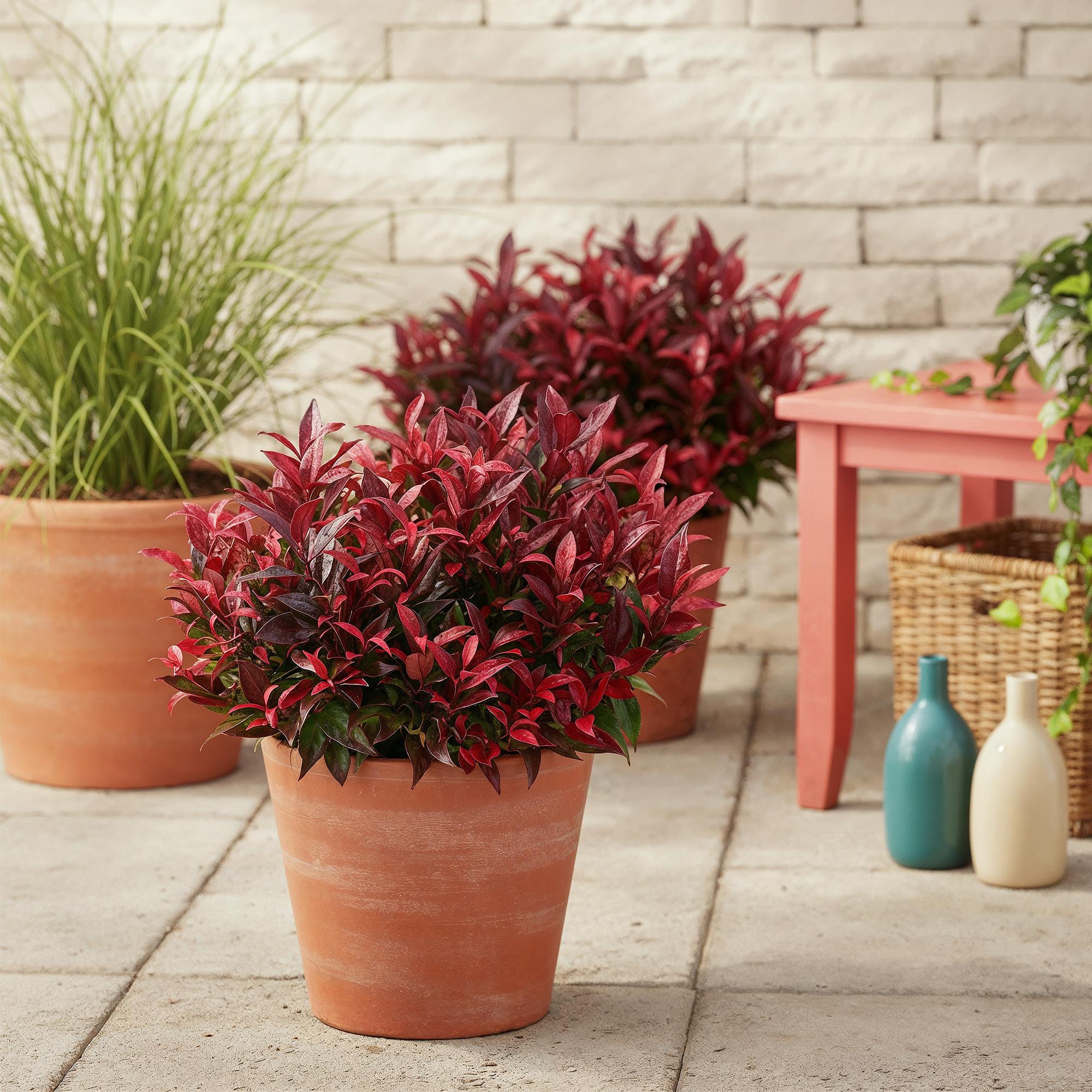 Traubenheide Leucothoe Zeblid – 17cm Höhe ca.45cm – Immergrün & farbintensiv – Rotes Laub – Pflegeleichter dekorativer Zierstrauch – Plant