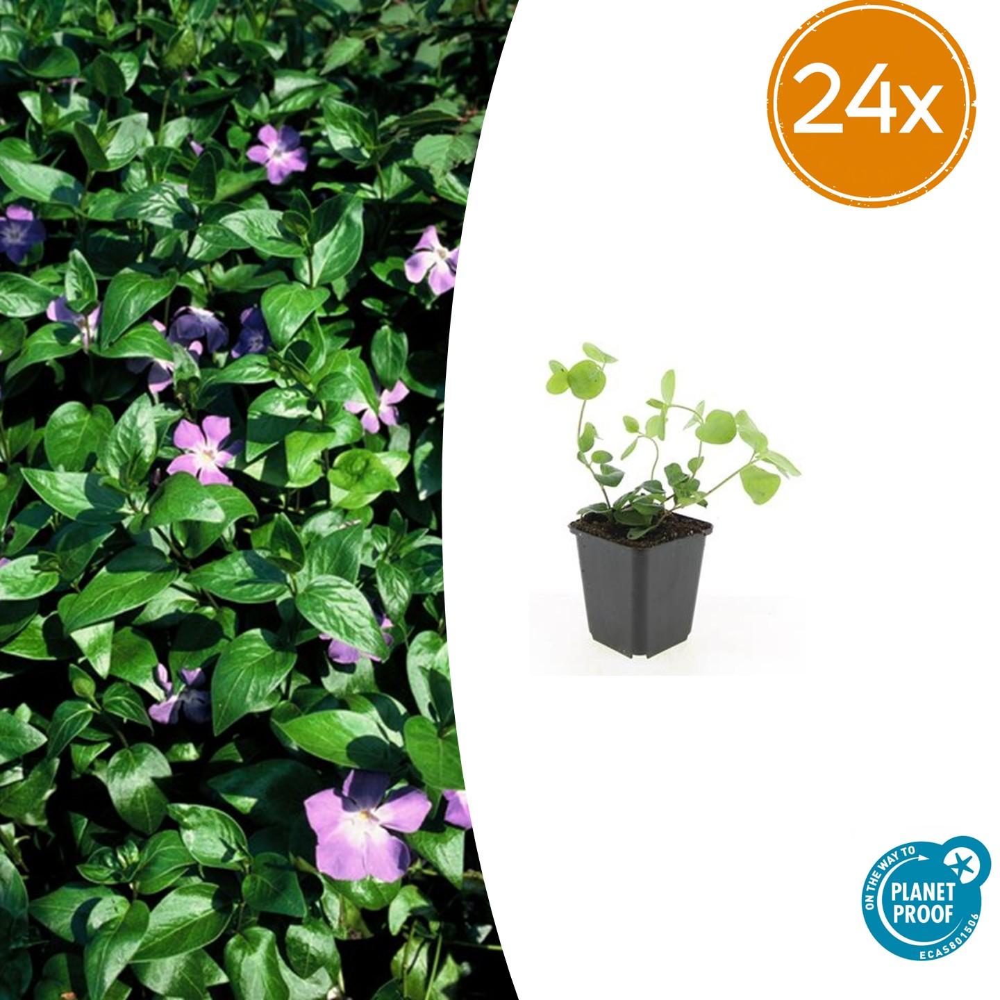 Großes Immergrün Vinca major – ↕10-25cm – Ø9cm – Immergrüner Bodendecker mit violett – blauen Blüten – Plant