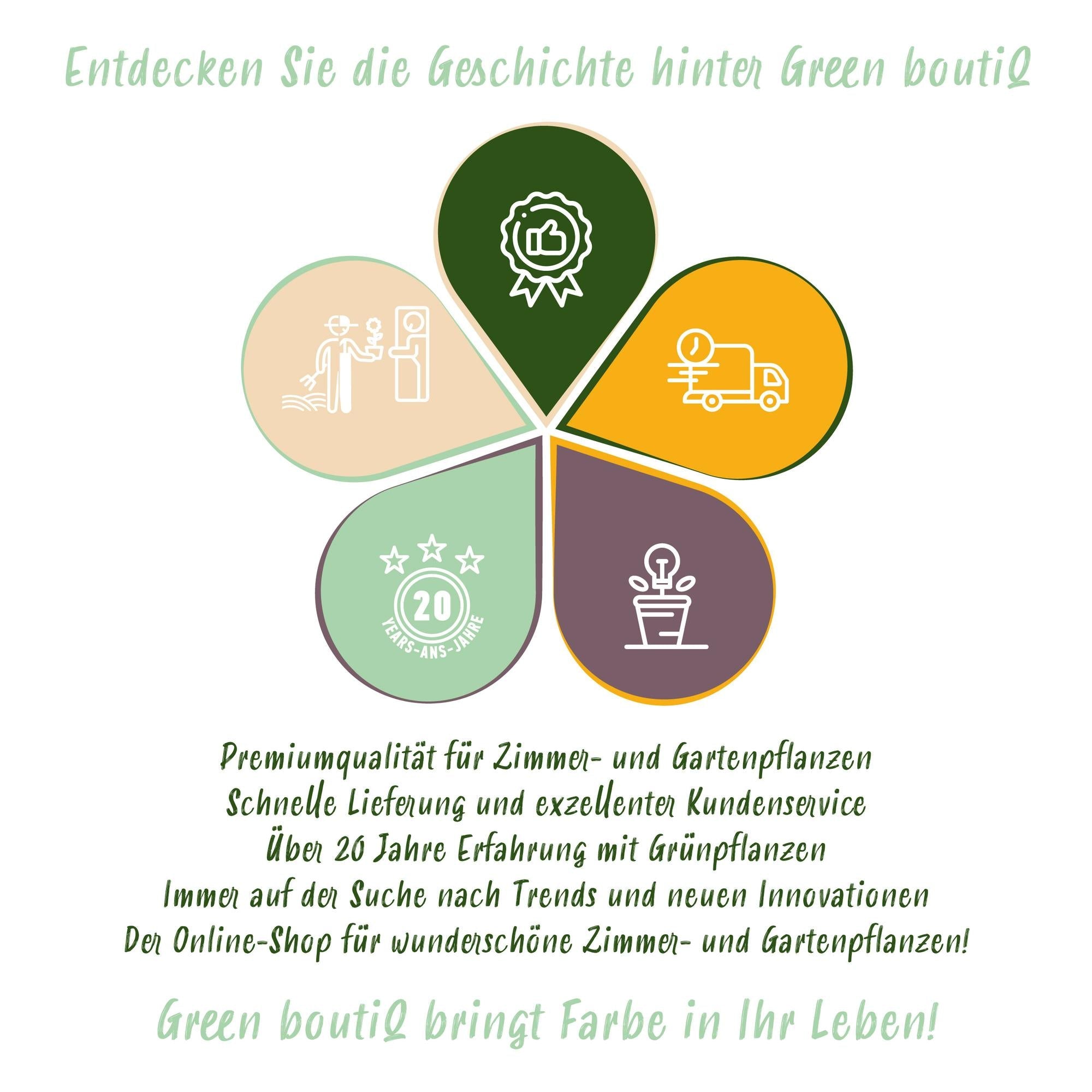 Ahorn Acer palmatum Katsura – 12cm – Höhe ca. 35cm – Frischgrüner Austrieb & goldene Herbstfärbung – Laubabwerfender pflegeleichter Zierstrauch – Plant
