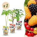 Obstpflanzen Set winterhart 6 Pflanzen Höhe 30cm Ø9cm – Rote Johannisbeere Gelbe Himbeere Schwarze Brombeere – Für Garten Beet Balkon & Terrasse