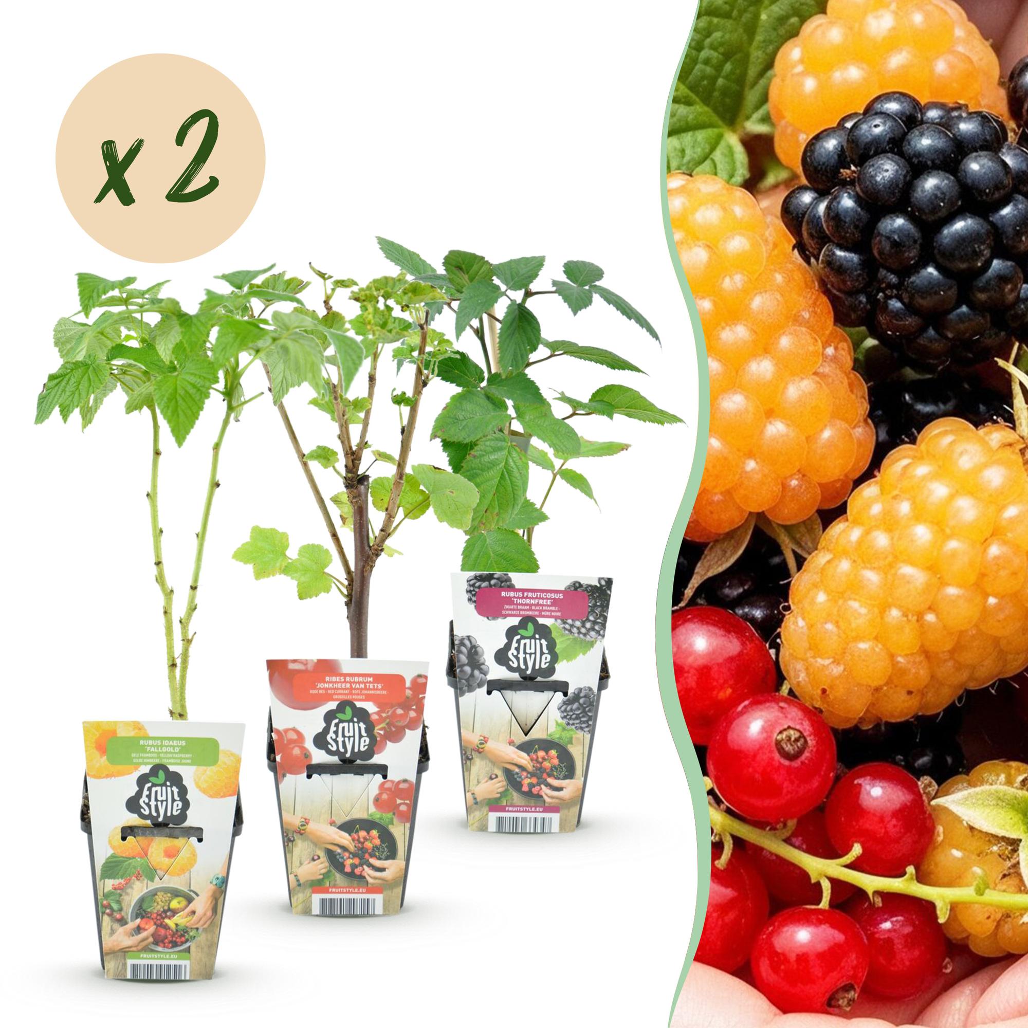 Obstpflanzen Set winterhart 6 Pflanzen Höhe 30cm Ø9cm – Rote Johannisbeere Gelbe Himbeere Schwarze Brombeere – Für Garten Beet Balkon & Terrasse