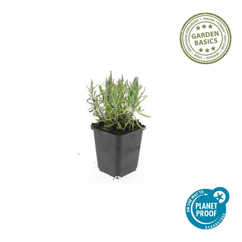 Lavendel Lavandula angustifolia 'Munstead' – ↕10-25cm – Ø9cm – Kompakter Duft – Plant