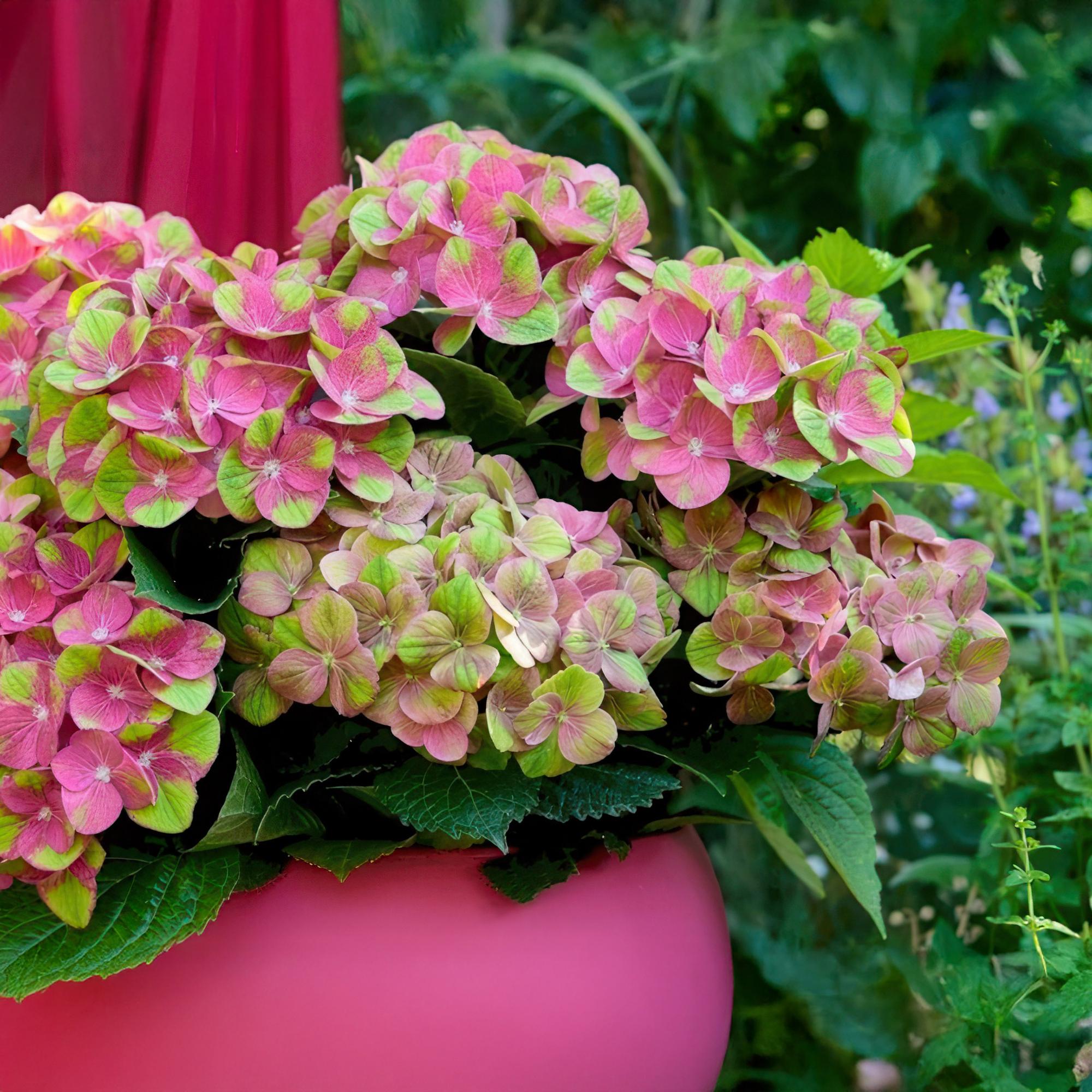 Hortensie Magical Green Fire – Hydrangea macrophylla – Rosa – Grün – Balkonpflanze – Im 23cm Topf – Ca. 55cm hoch – 6-10 Blüten – Pflegeleicht – Plant
