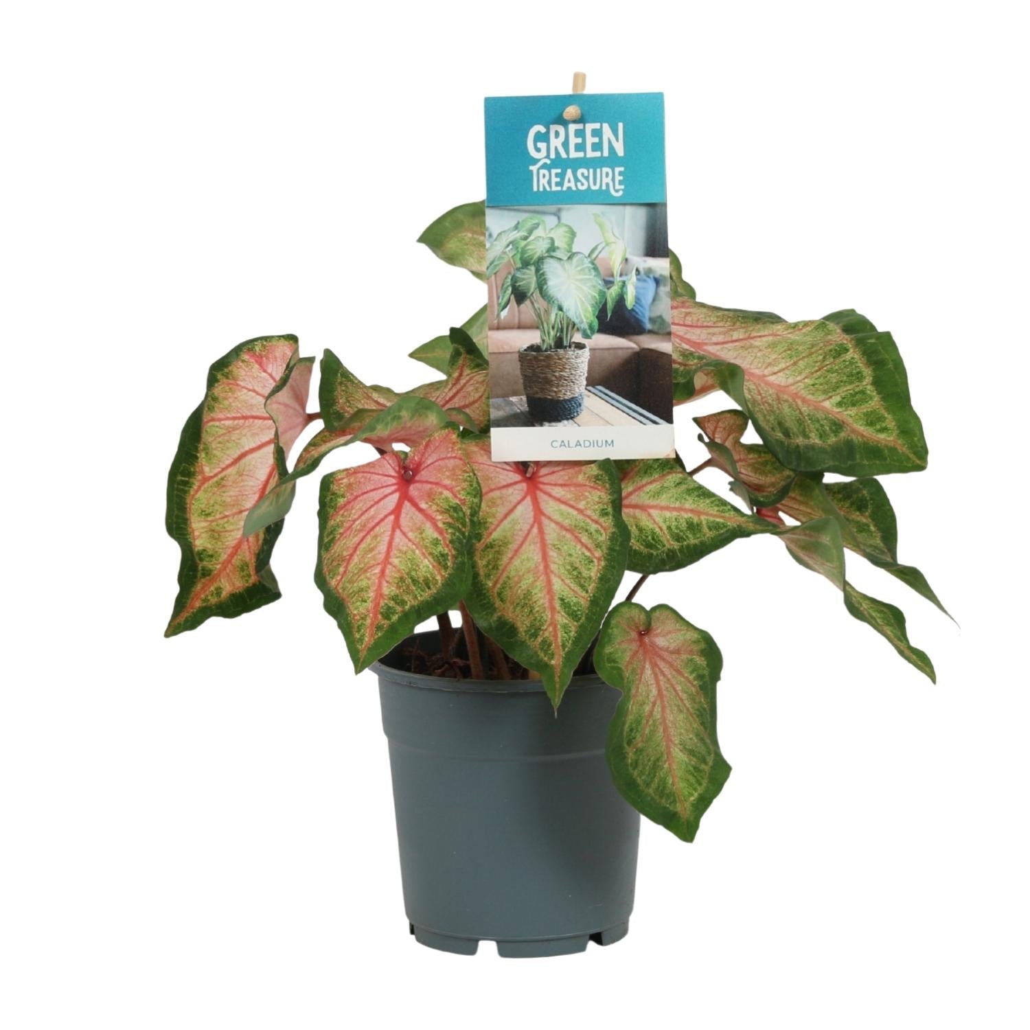 Caladium Rose – Angel Wings – Ø12cm – ↕25cm – Tropische Zimmerpflanze mit rosa – grünem Laub – Dekorativ & pflegeleicht – Für halbschattige Standorte – Plant