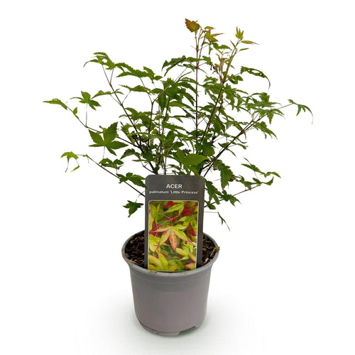 Ahorn Acer palmatum Little Princess – Grün – Laubabwerfend – Wenig Pflege – 12cm Höhe 35cm – Plant