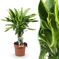 Dracaena fragrans Golden Coast – 50-55cm – 17cm – Pflegeleichter Drachenbaum in Grün – Gold – Plant