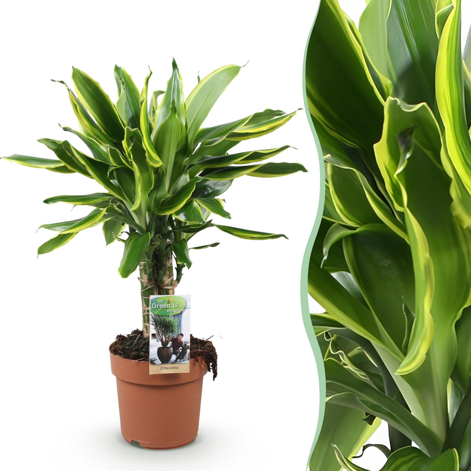 Dracaena fragrans Golden Coast – 50-55cm – 17cm – Pflegeleichter Drachenbaum in Grün – Gold – Plant