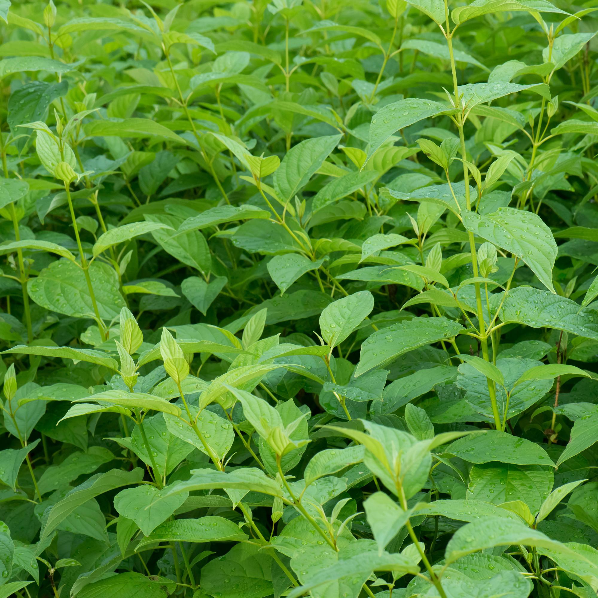 Cornus alba Flaviramea – Zierstrauch mit gelben Zweigen – 17cm – Höhe ca. 45cm – Laubabwerfender Hartriegel – Pflegeleicht & winterhart – Plant