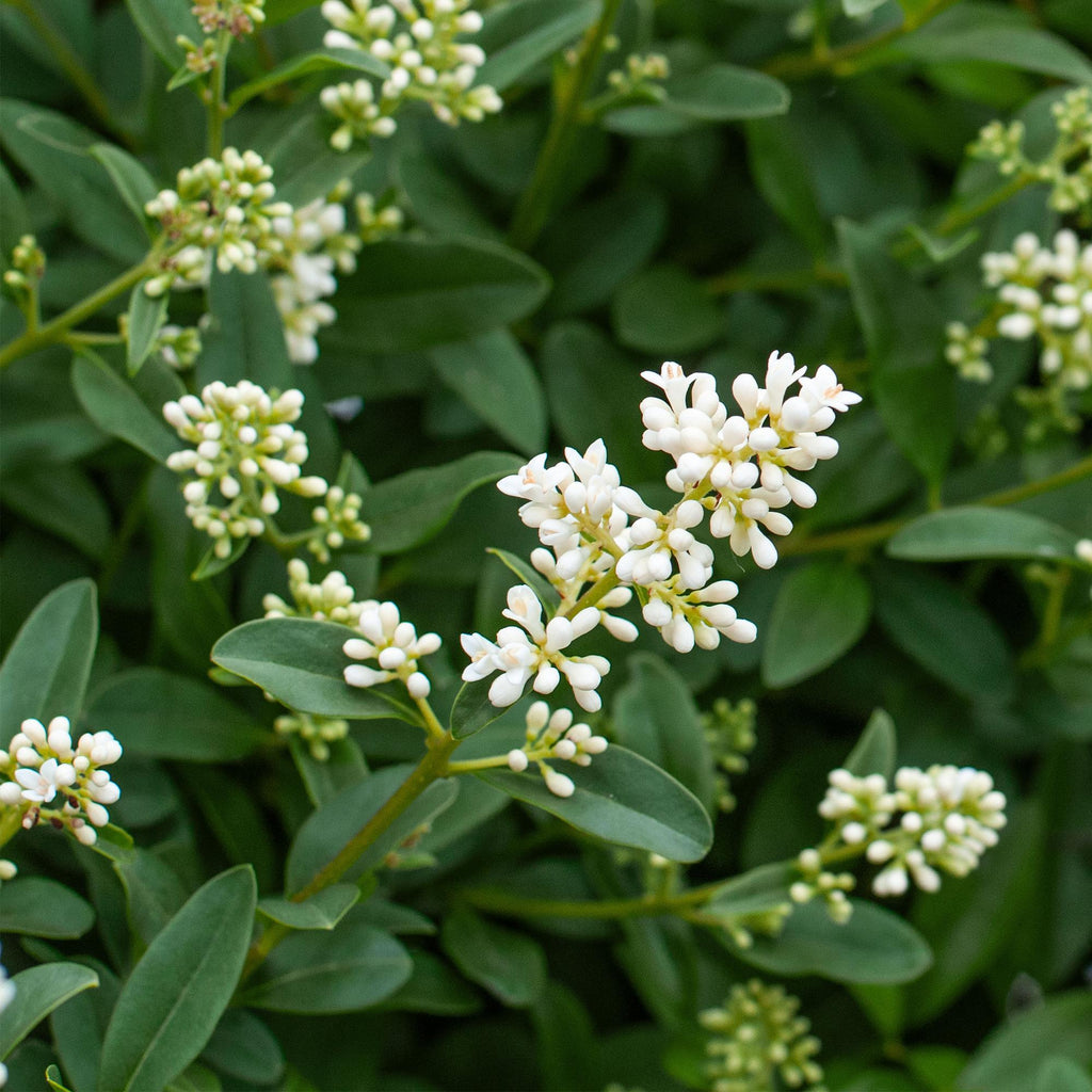 Ovalblättriger Liguster Ligustrum ovalifolium – Immergrüne Heckenpflanzen – 8 Pflanzen – 1m – 9cm Höhe 35-40cm – Grün – Pflegeleicht – Plant