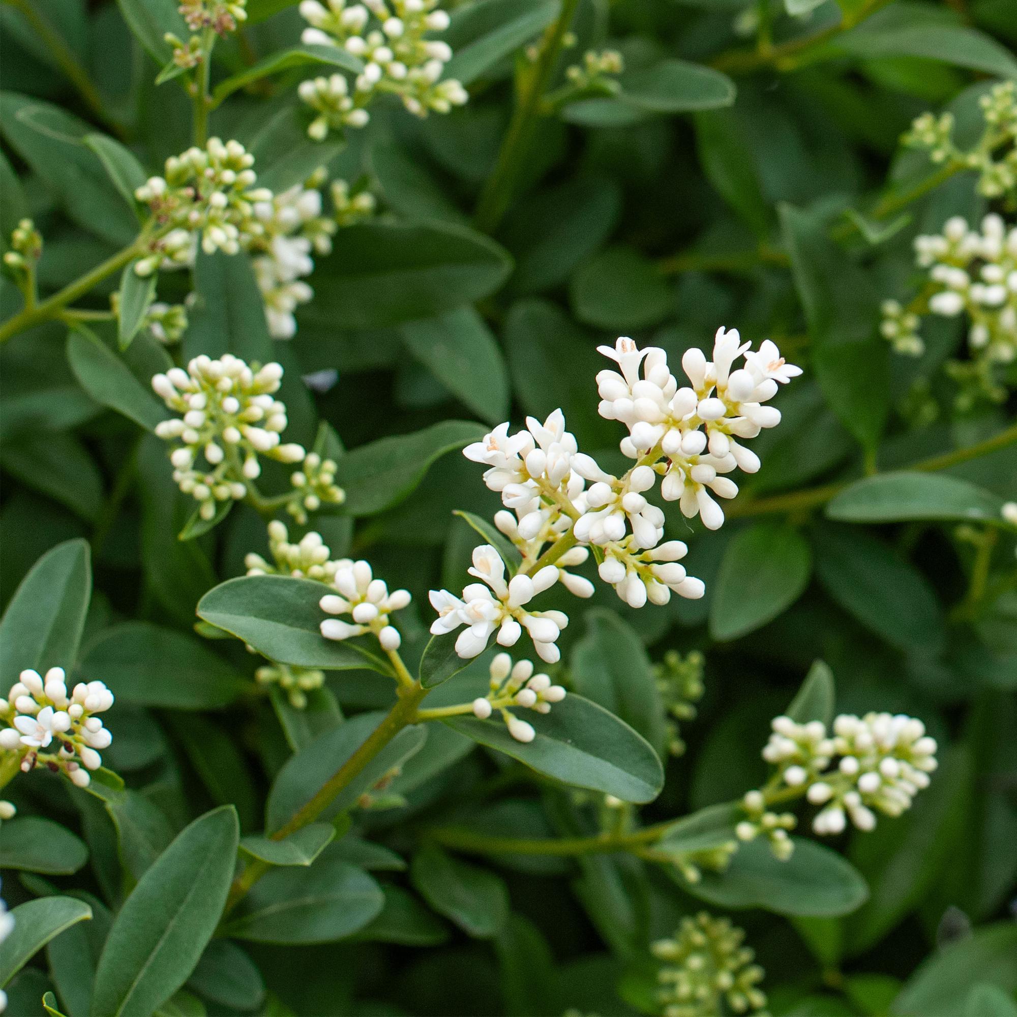 Ovalblättriger Liguster Ligustrum ovalifolium – Immergrüne Heckenpflanzen – 8 Pflanzen – 1m – 9cm Höhe 35-40cm – Grün – Pflegeleicht – Plant