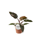 Philodendron Burgundy Princess – Ø12cm 25cm hoch – Exklusive Zimmerpflanze mit dunkelgrün – burgunderfarbenen Blättern