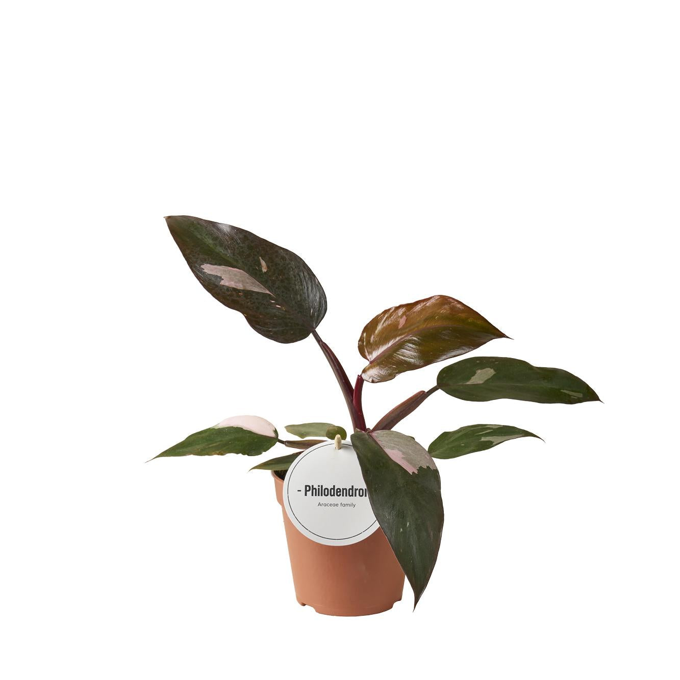Philodendron Burgundy Princess – Ø12cm 25cm hoch – Exklusive Zimmerpflanze mit dunkelgrün – burgunderfarbenen Blättern