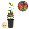 Geißblatt Lonicera heckrottii Goldflame – 2 Pflanzen 11cm – ca. 40cm hoch – Duftende Kletterpflanze mit rosa – gelben Blüten – Für Zaun & Pergola – Plant