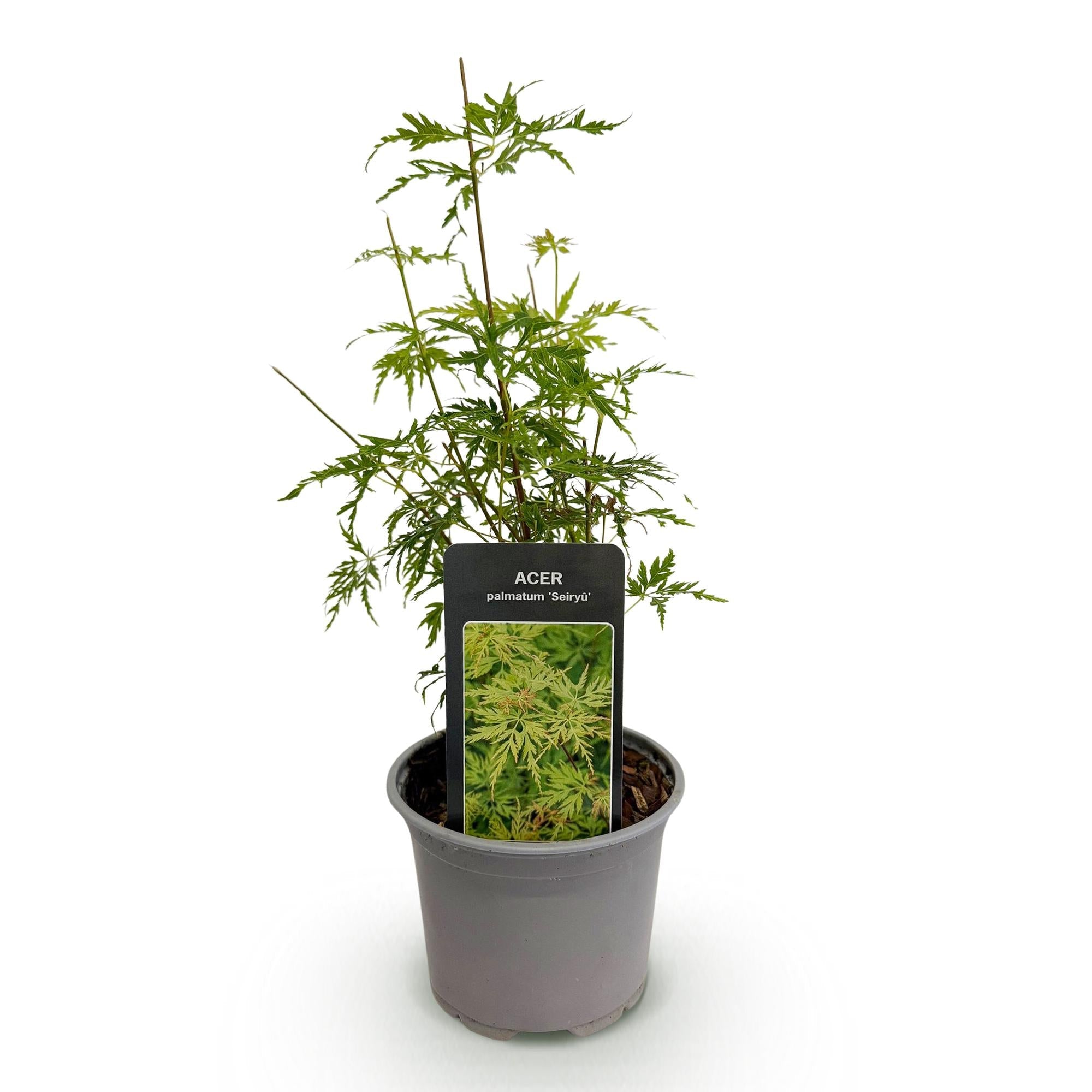 Ahorn Acer palmatum Seiryu – 12cm – Höhe ca. 35cm – Filigranes grünes Laub & leuchtende Herbstfarben – Laubabwerfender pflegeleichter Zierstrauch – Plant