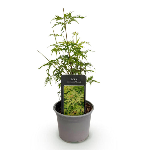 Ahorn Acer palmatum Seiryu – 12cm – Höhe ca. 35cm – Filigranes grünes Laub & leuchtende Herbstfarben – Laubabwerfender pflegeleichter Zierstrauch – Plant