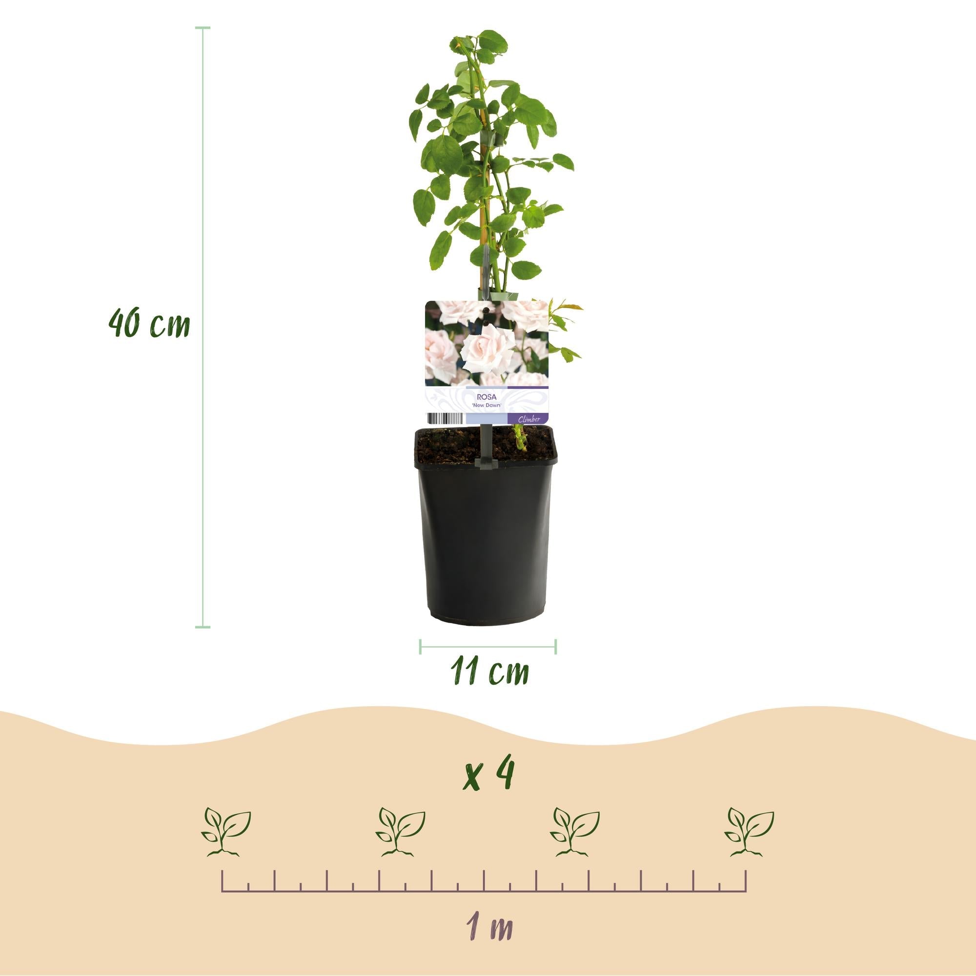 Kletterrose Rosa New Dawn – Zartrosa – Wenig Pflege – 2 Pflanzen – H11cm x 40cm – Duftende, widerstandsfähige Rosen für Garten & Terrasse – Plant