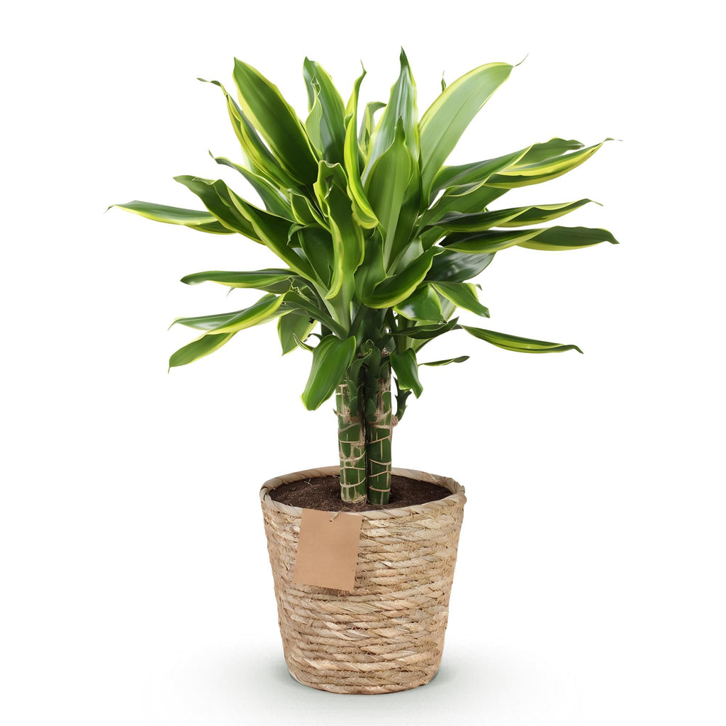 Dracaena fragrans Golden Coast – 50-55cm – 17cm inkl. Naturkorb – Pflegeleichter Drachenbaum mit goldgrünem Blattwerk – Plant