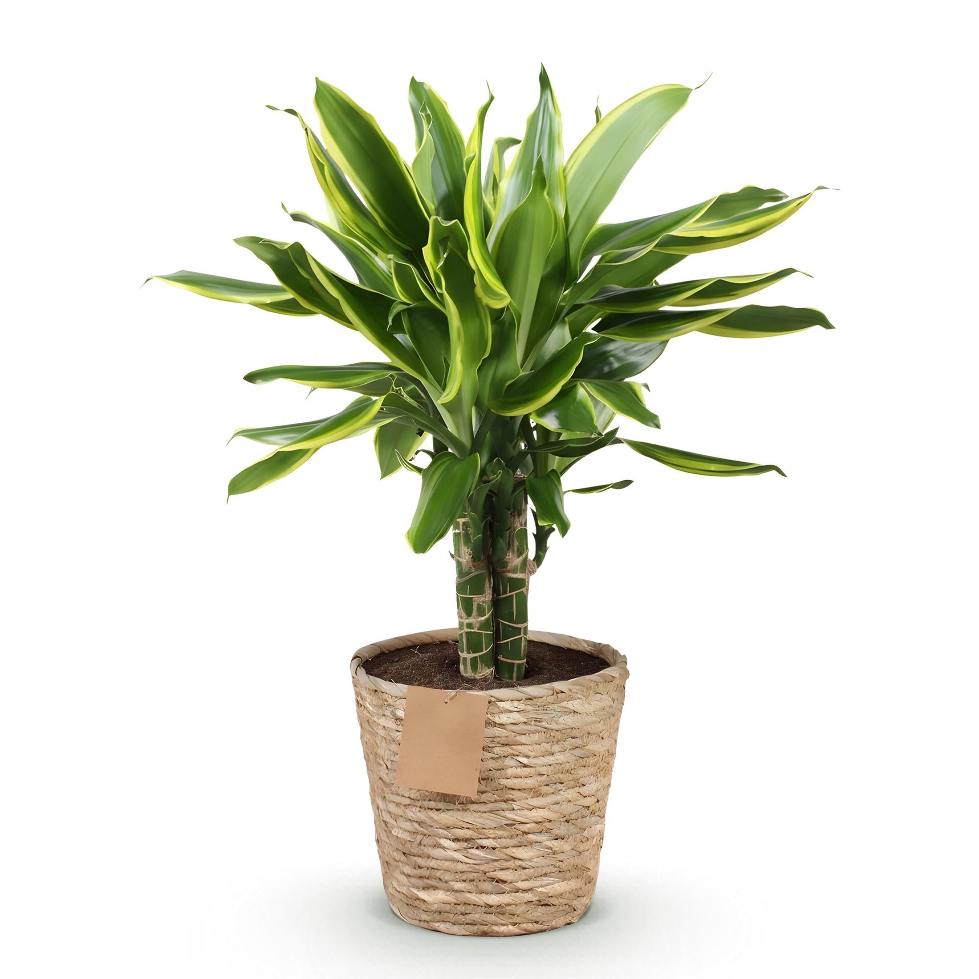 Dracaena fragrans Golden Coast – 50-55cm – 17cm inkl. Naturkorb – Pflegeleichter Drachenbaum mit goldgrünem Blattwerk – Plant