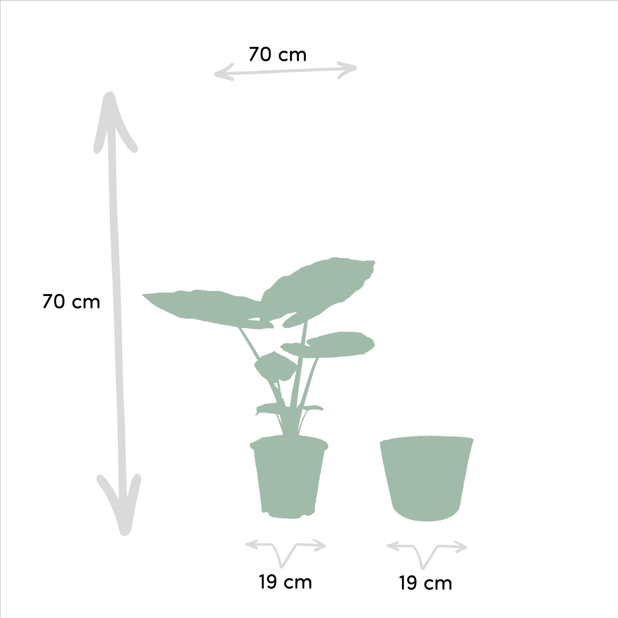 Baum – Strelitzie Strelitzia Nicolai + Alocasia Macrorrhiza + Seegras – Korb Selin – Zimmerpflanzen – Set – Ø19cm – Höhe 70-85cm – Plant