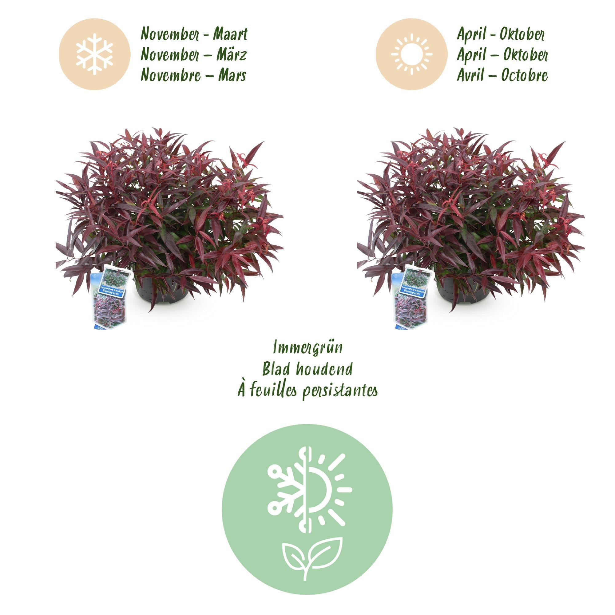Traubenheide Leucothoe Burning Love – 2 Pflanzen 17cm Höhe ca.45cm – Immergrün & farbintensiv – Rotes Laub – Pflegeleichter dekorativer Zierstrauch