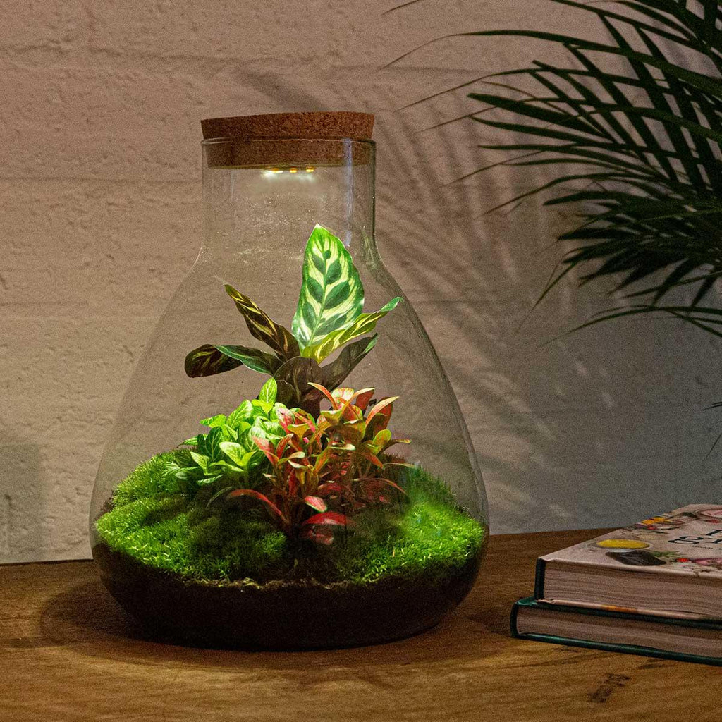 Flaschengarten Sam Calathea mit LED – DIY Bausatz Terrarium – ↕30cm – Do It Yourself Pflanzen – Set – Autarkes Mini – Ökosystem – Plant