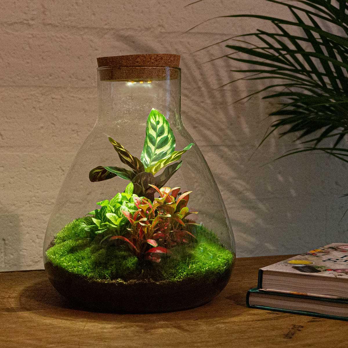 Flaschengarten Sam Calathea mit LED – DIY Bausatz Terrarium – ↕30cm – Do It Yourself Pflanzen – Set – Autarkes Mini – Ökosystem – Plant