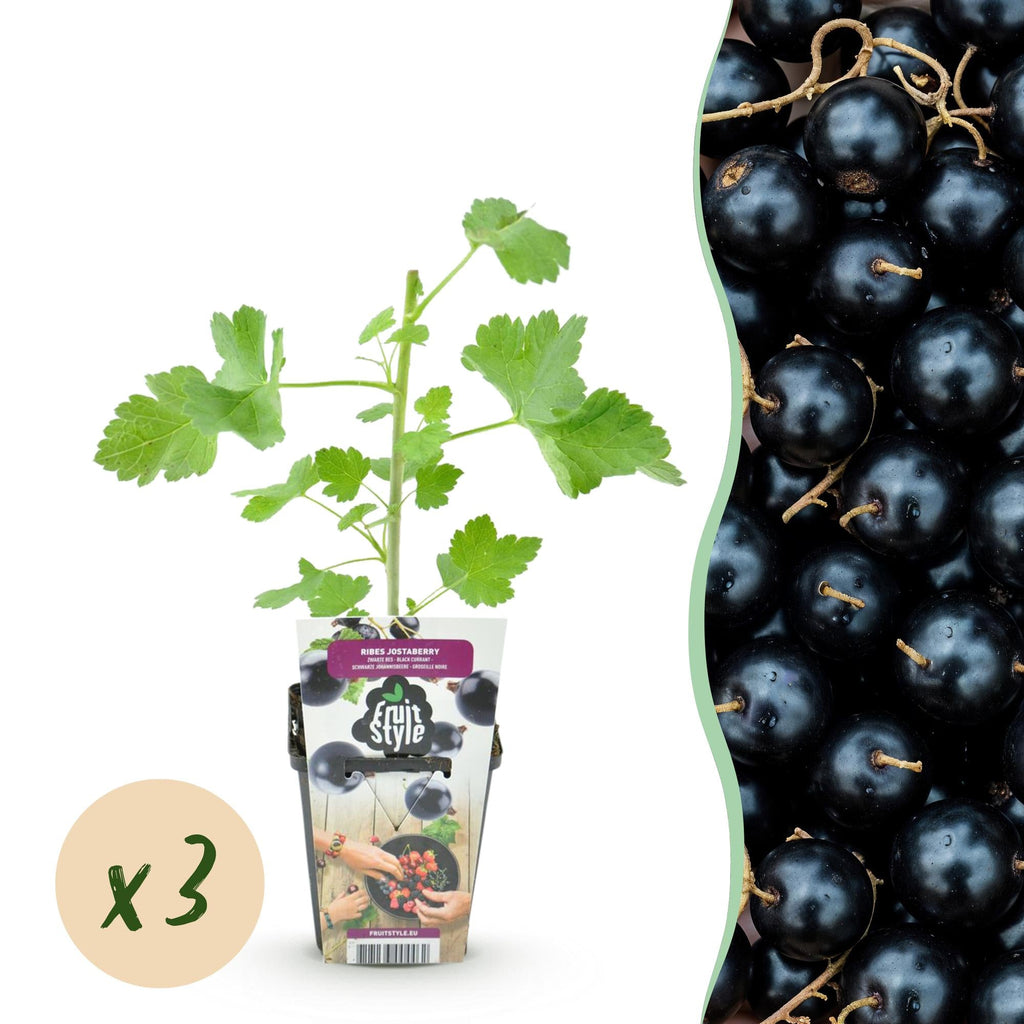 Jostabeere Ribes Josta winterhart 3 Pflanzen Ø9cm Höhe 30cm – Kreuzung aus Johannisbeere & Stachelbeere – Aromatische Beeren für Garten & Balkon