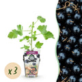 Jostabeere Ribes Josta winterhart 3 Pflanzen Ø9cm Höhe 30cm – Kreuzung aus Johannisbeere & Stachelbeere – Aromatische Beeren für Garten & Balkon