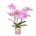Rosa Phalaenopsis Orchidee – Switzerland – Ø9cm – Elegante Orchidee mit weißen Adern – Blühende Zimmerpflanze mit 2-3 Trieben – Kompakt & dekorativ – Plant