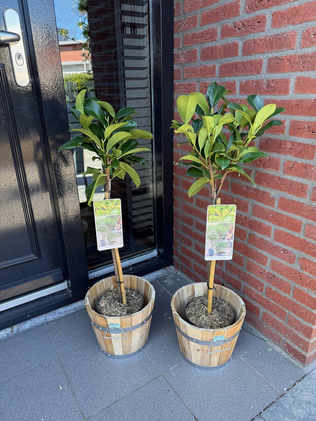 Kirschlorbeer – Prunus laurocerasus Etna – Stamm – Pflanze – Immergrün – Höhe ca. 90cm – Topf Ø19cm – Pflegeleicht – Für Terrasse, Balkon & Garten – Plant