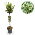Euonymus fortunei ‘Emerald Gaiety’ – Stamm – Pflanze – Immergrün & winterhart – für Terrasse, Balkon & Garten – pflegeleicht – Ø19cm – Höhe ca. 90cm – Plant