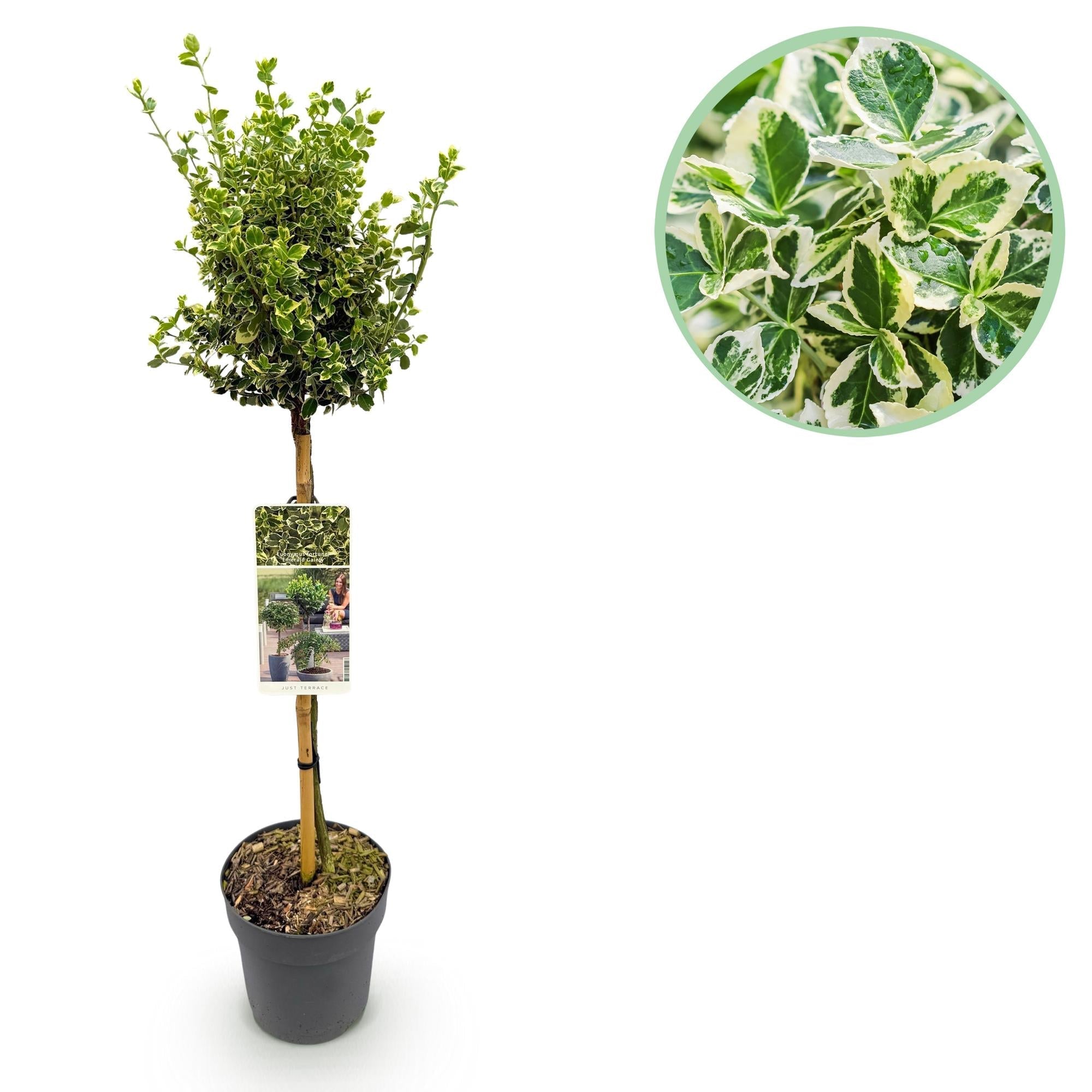 Euonymus fortunei ‘Emerald Gaiety’ – Stamm – Pflanze – Immergrün & winterhart – für Terrasse, Balkon & Garten – pflegeleicht – Ø19cm – Höhe ca. 90cm – Plant