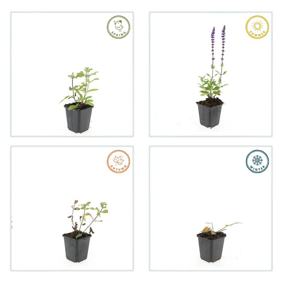 Blüten Salbei Salvia nemorosa Caradonna – ↕10-25cm – Ø9cm – Tiefviolett – Bienenfreundlich – Pflegeleicht – Sonniger Standort – Plant