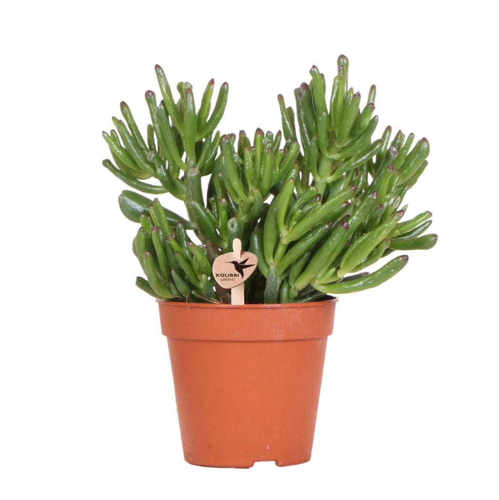 Crassula Hobbit – Sukkulente Ø12cm – Pflegeleichte Zimmerpflanze frisch aus der Gärtnerei – Robuste grüne Pflanze für Wohnzimmer & Büro – Plant