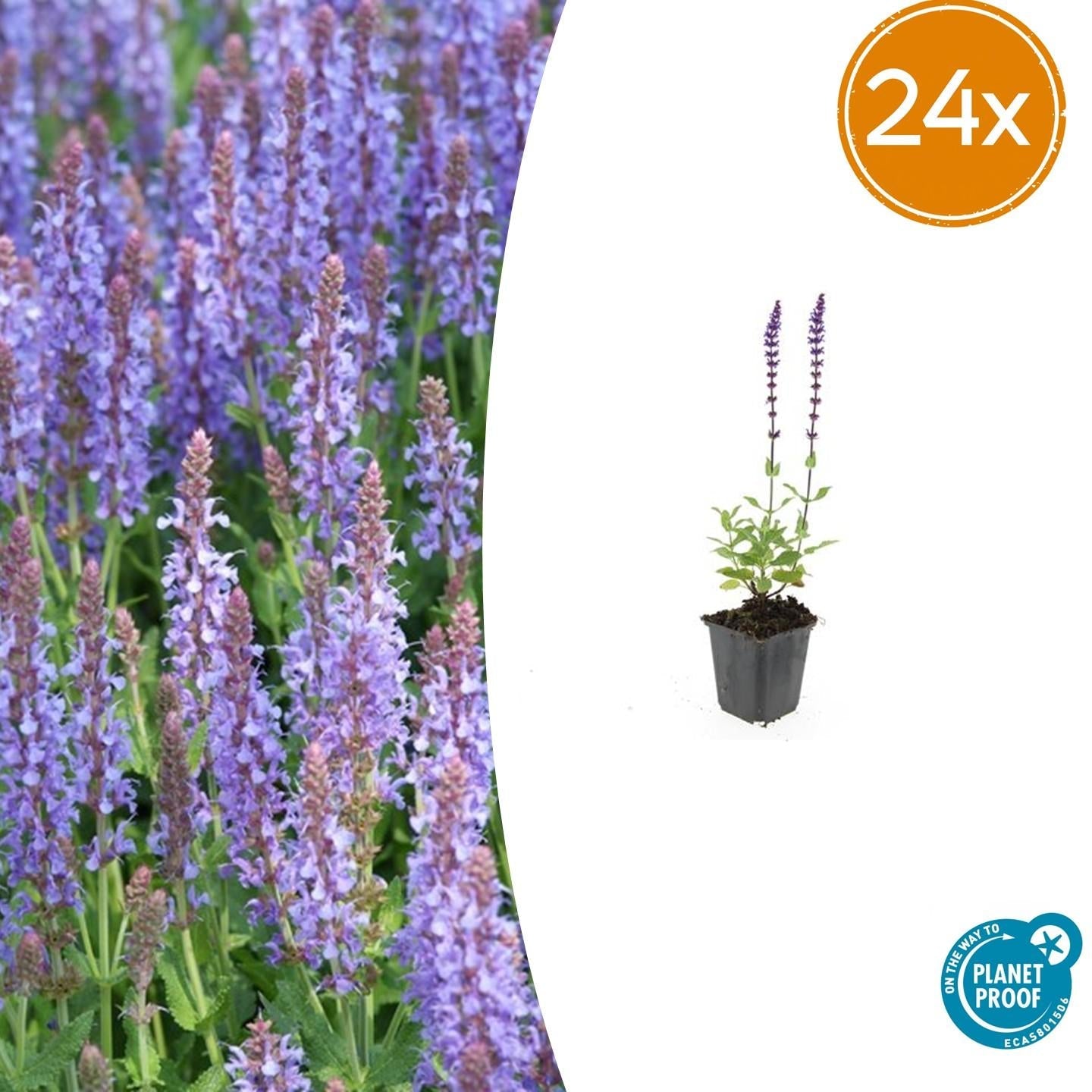 Blüten Salbei Salvia nemorosa Caradonna – ↕10-25cm – Ø9cm – Tiefviolett – Bienenfreundlich – Pflegeleicht – Sonniger Standort – Plant