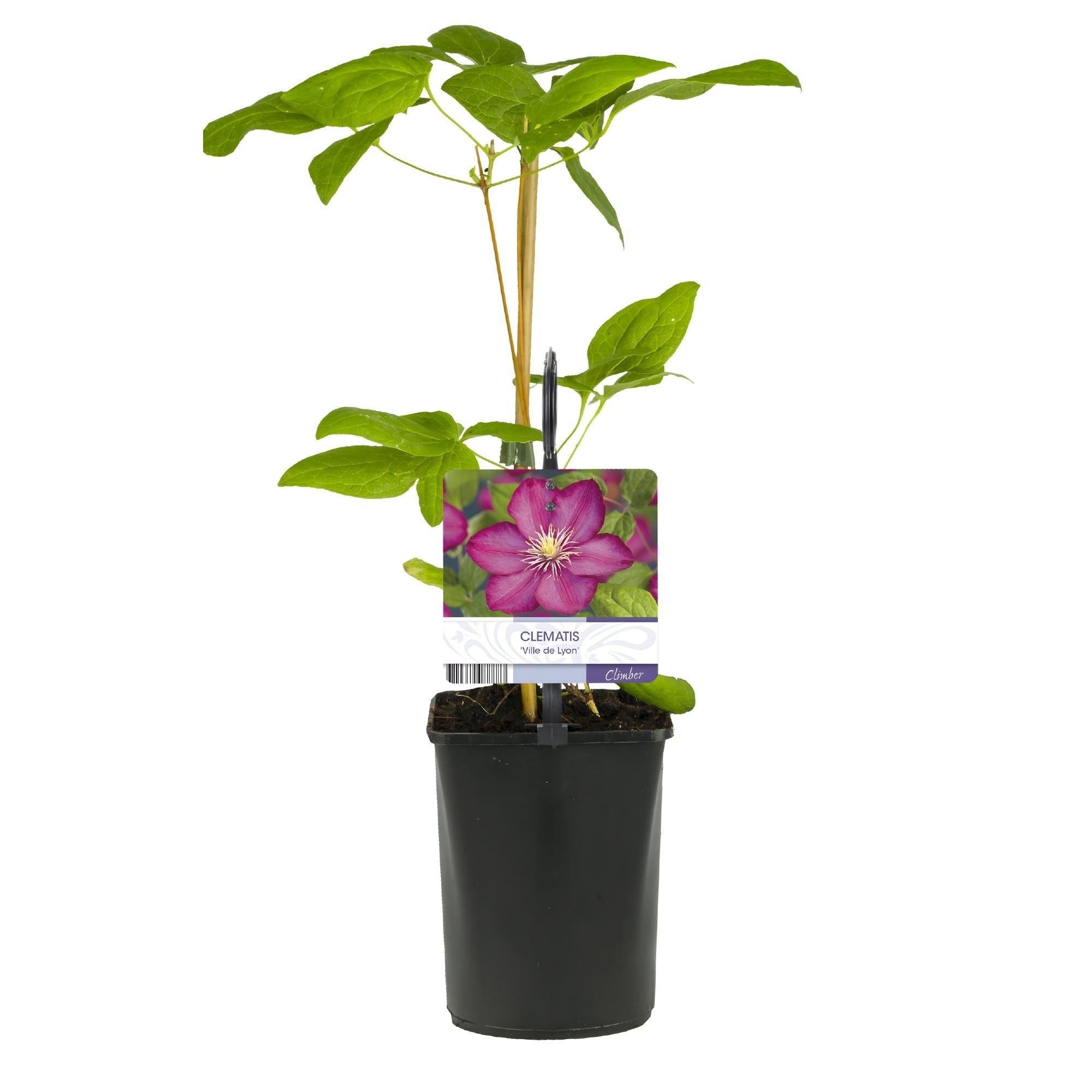 Kletterpflanze Clematis Ville de Lyon – Rosa Blüten – 2 Pflanzen – 11cm x H40cm – Winterhart & Pflegeleicht – Ideal für Garten, Balkon & Pergolen – Plant