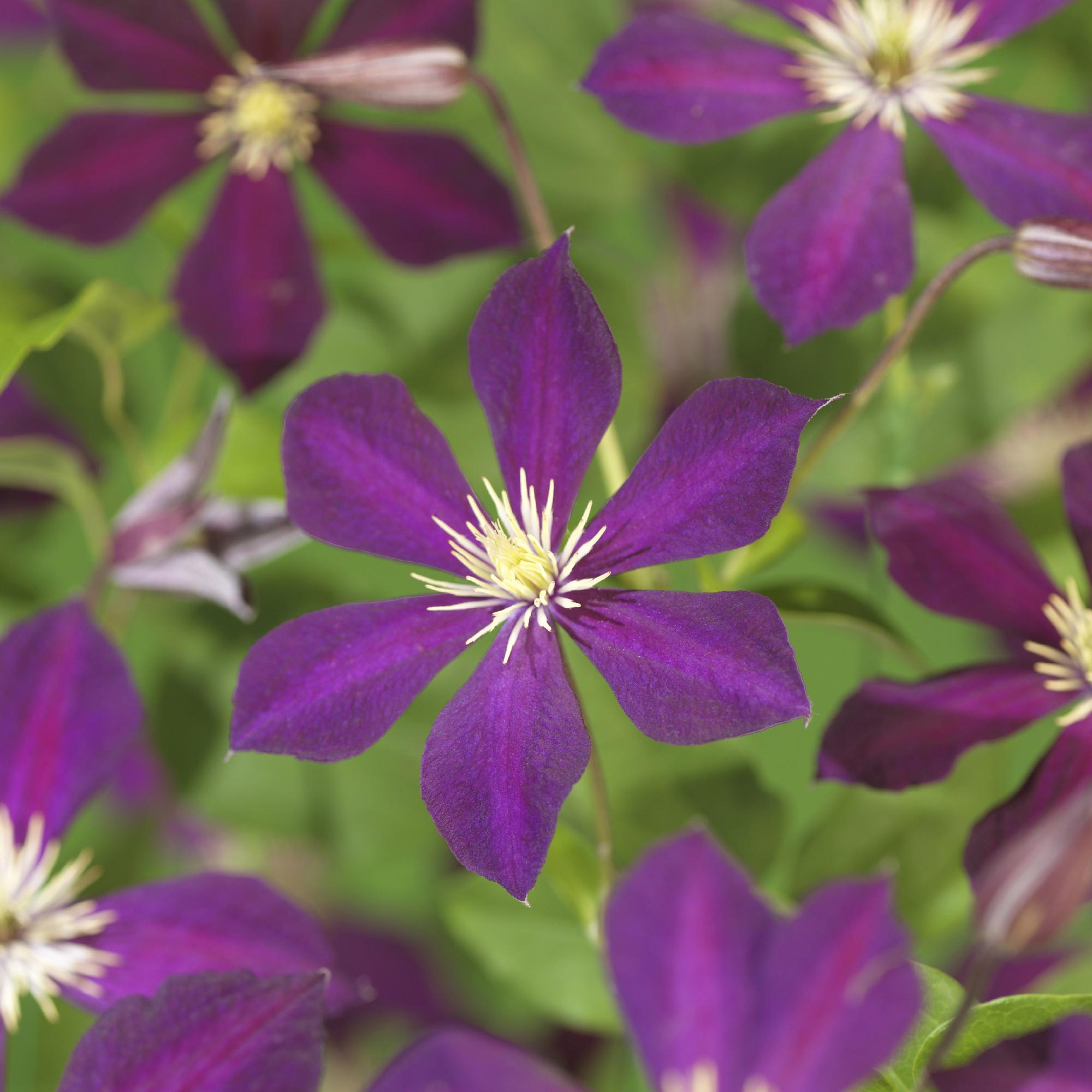 Kletterpflanze Clematis Mikelite – Lila – weiße Blüten – Wenig Pflege – 2 Pflanzen – 11cm Höhe 40cm – Für Garten, Terrasse & Pergolen – Plant