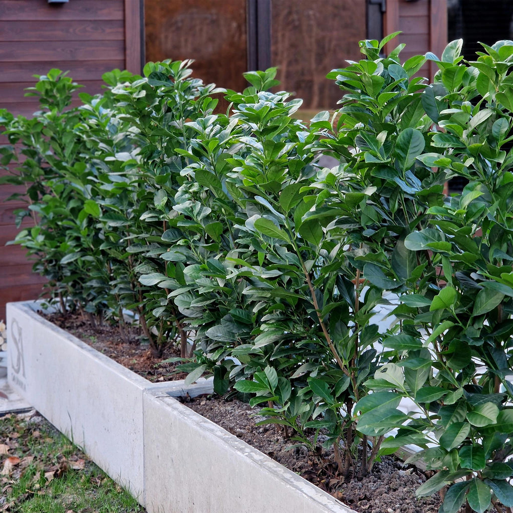 Kirschlorbeer Prunus laurocerasus Etna – Hecke – Blatt grün – 6 Pflanzen – 1 laufender Meter – Immergrün – 17cm x H50cm – Plant