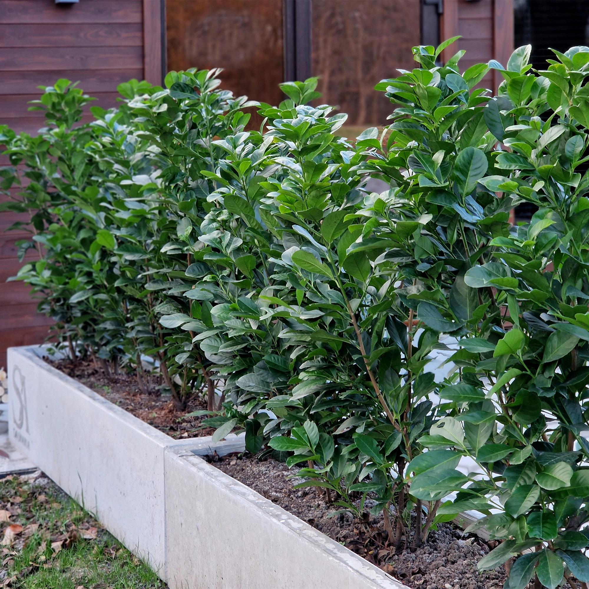 Kirschlorbeer Prunus laurocerasus Etna – Hecke – Blatt grün – 6 Pflanzen – 1 laufender Meter – Immergrün – 17cm x H50cm – Plant