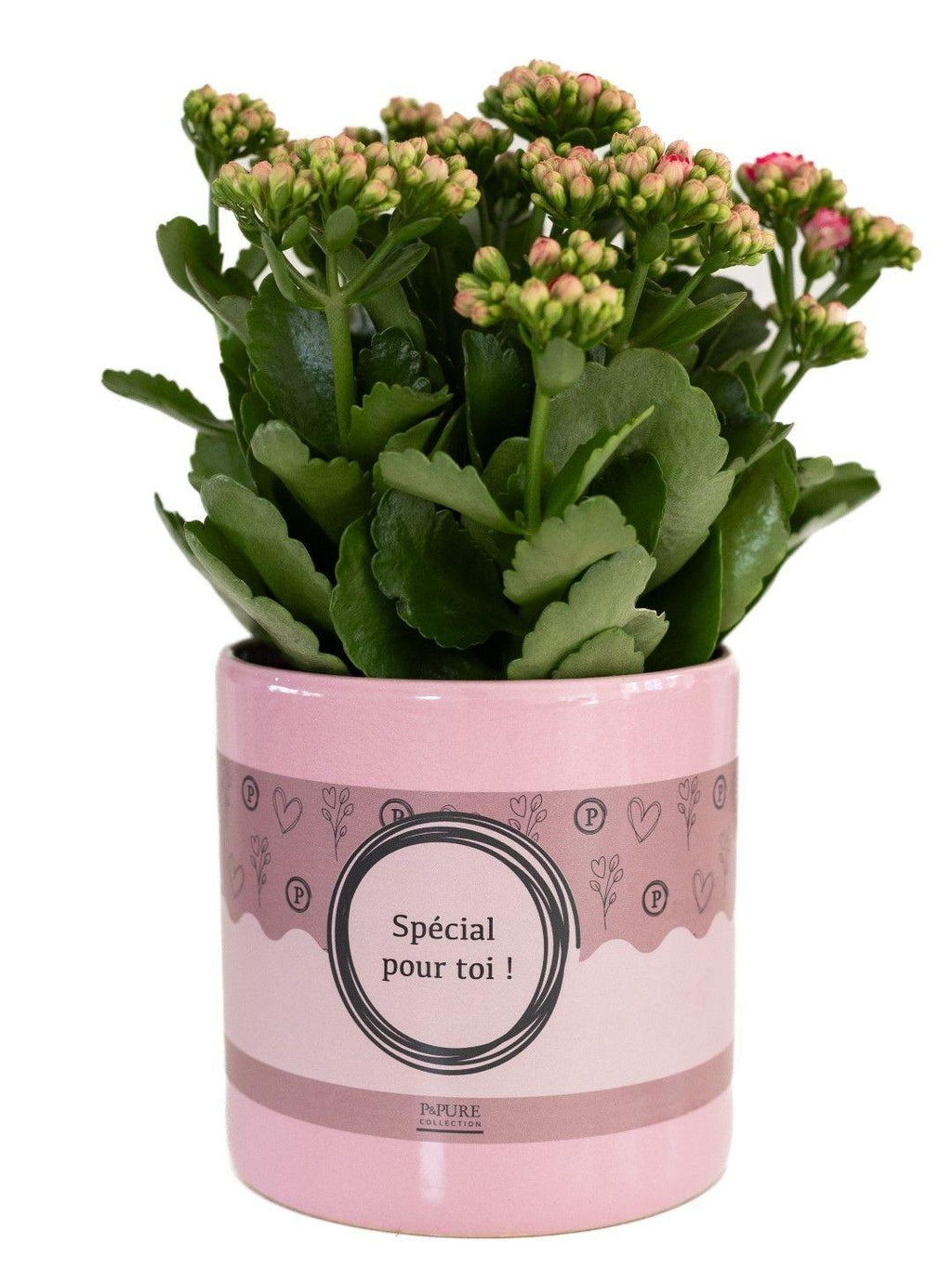Kalanchoe Pink in SPECIAL POUR TOI Topf – Ø12cm ↕27cm – Rosa blühende Sukkulente – Pflegeleichte Zimmerpflanze – Plant