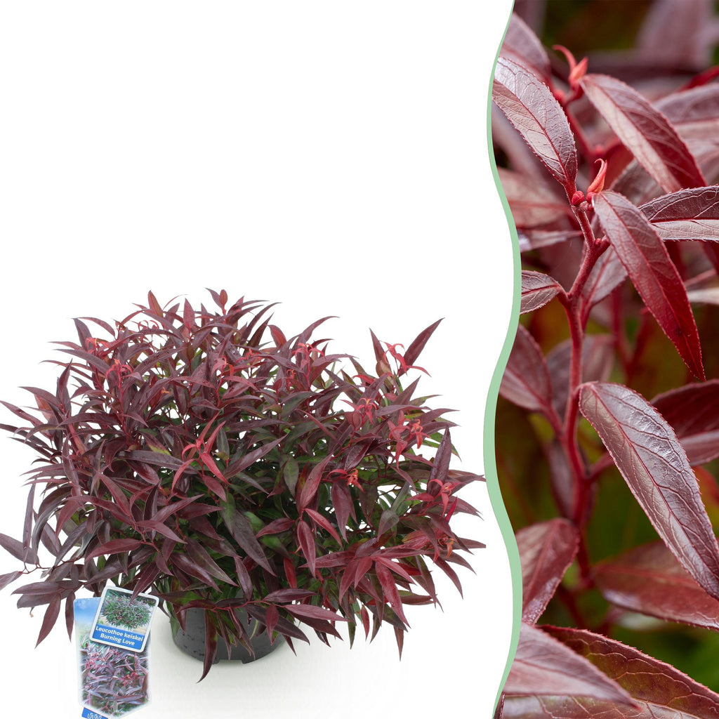 Traubenheide Leucothoe Burning Love – 17cm Höhe ca.45cm – Immergrün & farbintensiv – Rotes Laub für Beet Balkon Terrasse – Pflegeleichter dekorativer Zierstrauch – Plant