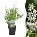 Deutzia Gracilis – Zierlicher Strauch – Blüte Weiß – Bienen – & Schmetterlingsfreundlich – 17cm x H45cm – pflegeleicht – Plant