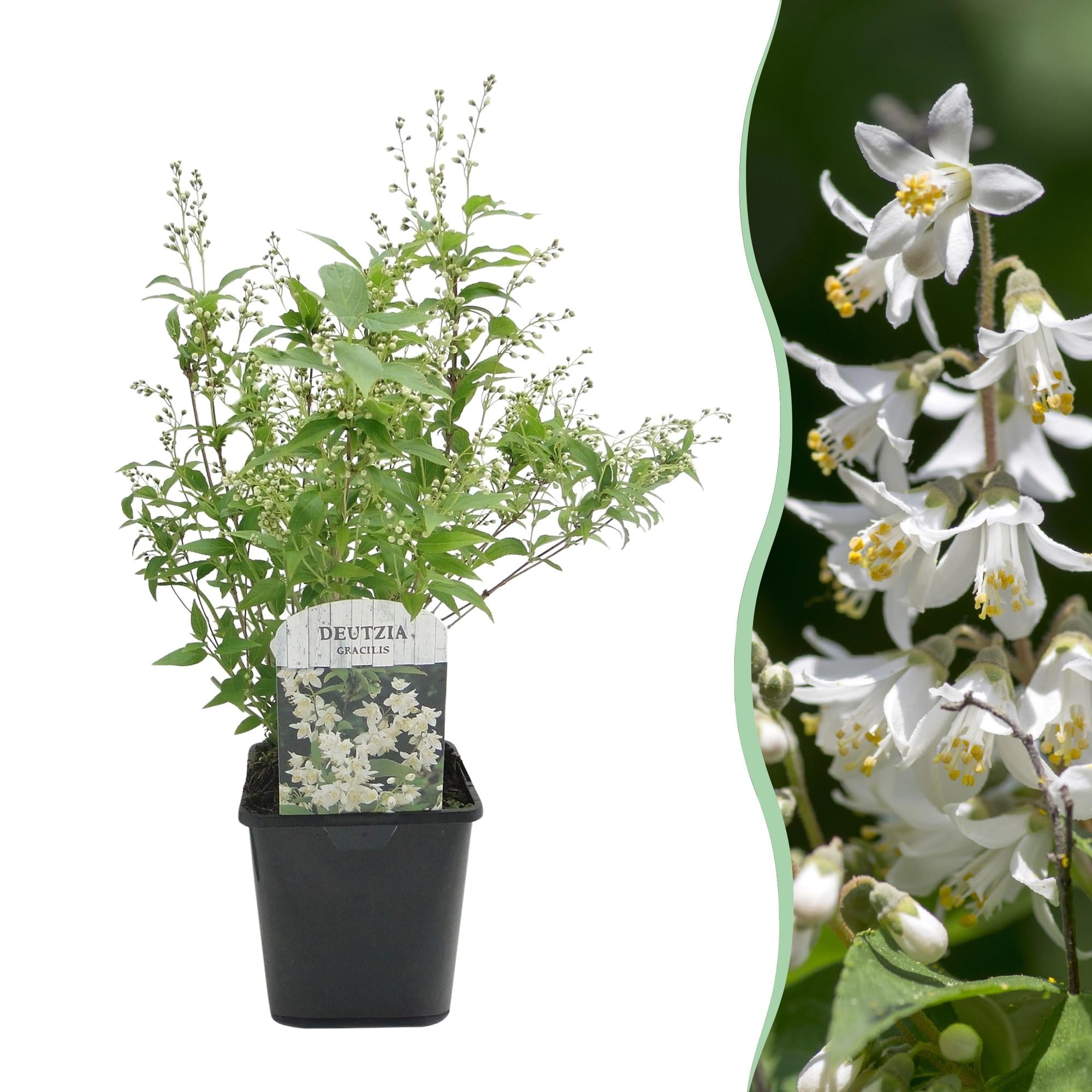 Deutzia Gracilis – Zierlicher Strauch – Blüte Weiß – Bienen – & Schmetterlingsfreundlich – 17cm x H45cm – pflegeleicht – Plant