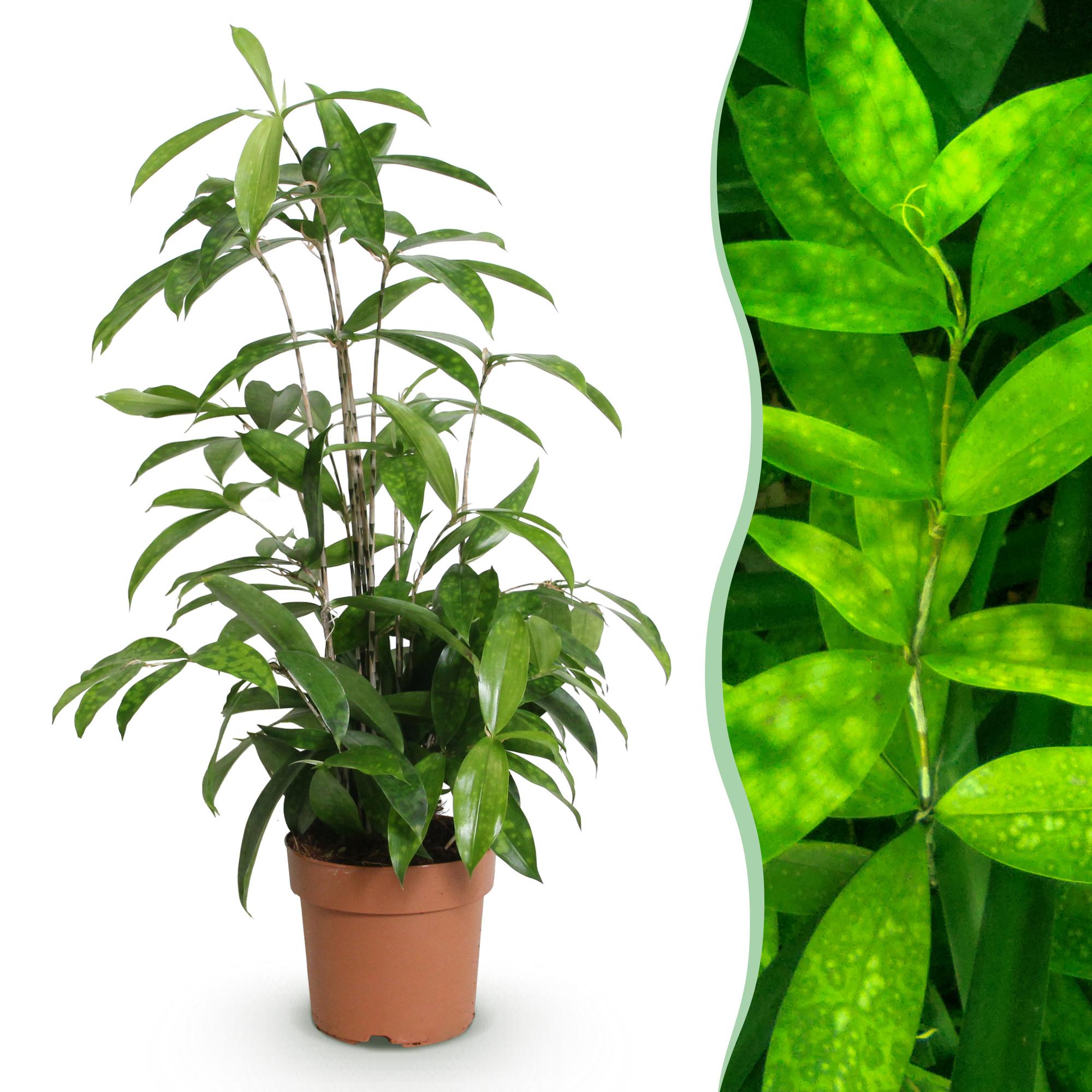 Dracaena surculosa – Drachenblutbaum – 17cm – Höhe 60-70cm – Pflegeleichte grüne Zimmerpflanze mit eleganten Blättern für Wohn – und Arbeitsräume – Plant