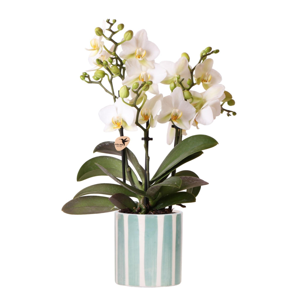 Weiße Phalaenopsis Orchidee Lausanne im Painted Stripe Ziertopf Türkis – Ø9cm – Multiflora Zimmerpflanze mit 2-3 Blütentrieben – Plant
