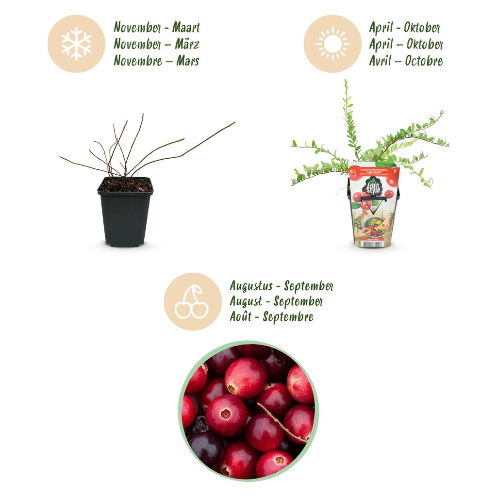 Blaubeerpflanzen Vaccinium macrophylla Early Black winterhart 6 Pflanzen Höhe 35cm Ø9cm – Dunkelrote Beeren