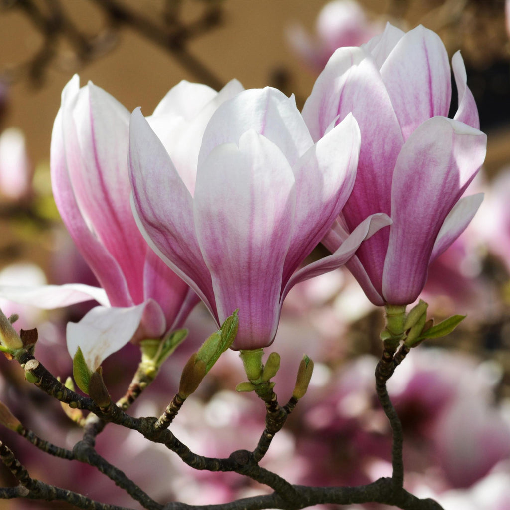 Magnolia soulangeana – 12cm – Höhe ca. 30cm – Laubabwerfende Tulpen – Magnolie mit großen rosa Frühjahrsblüten – Plant