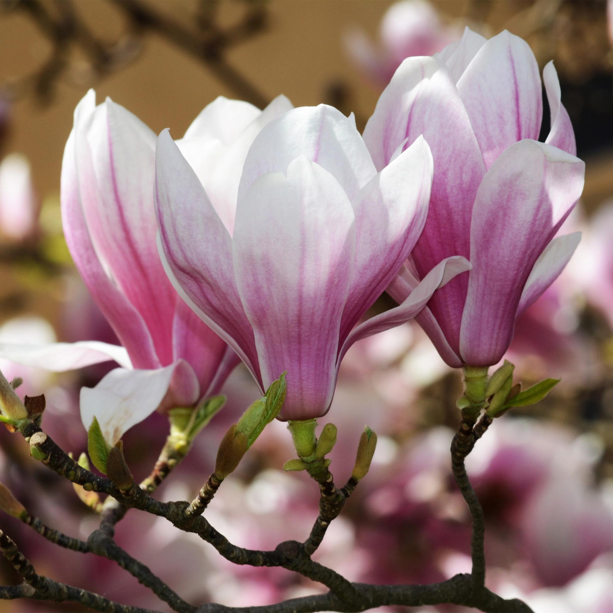 Magnolia soulangeana – 12cm – Höhe ca. 30cm – Laubabwerfende Tulpen – Magnolie mit großen rosa Frühjahrsblüten – Plant